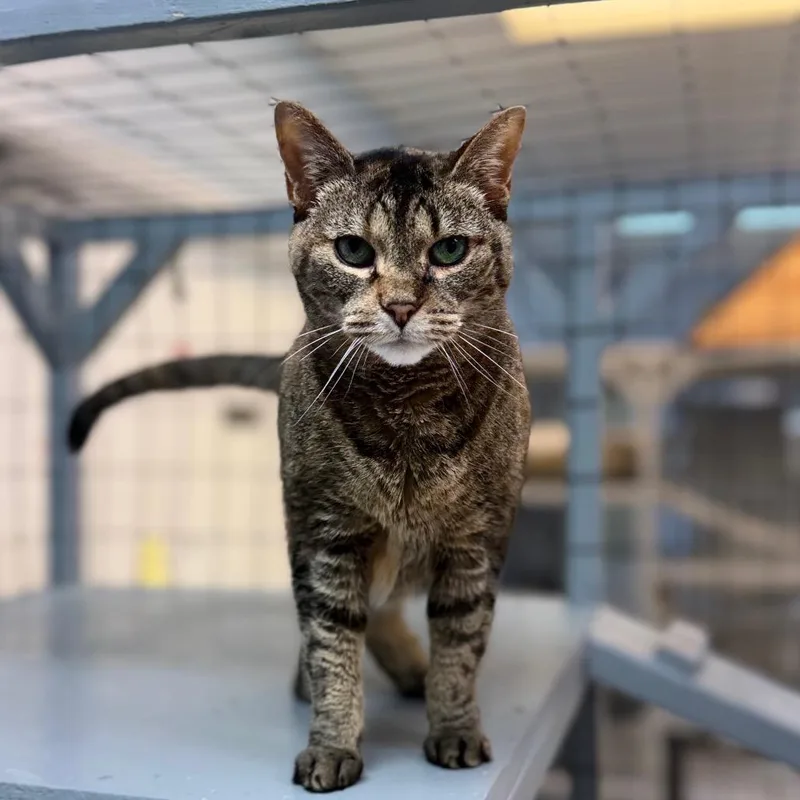 A young medium-sized female Domestic Short Hair cat named Navi for adoption in Portage, MI