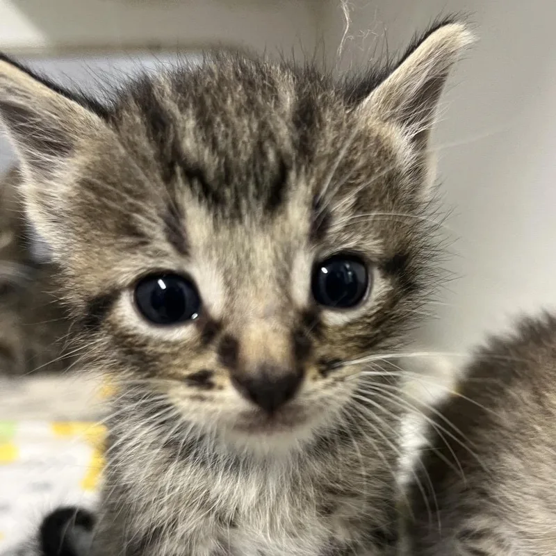 A baby small-sized male Brown / Chocolate Domestic Short Hair cat named Justice for adoption in Stephenville, TX