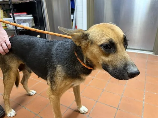 A young large-sized female German Shepherd Dog dog named A for adoption in Camarillo, CA