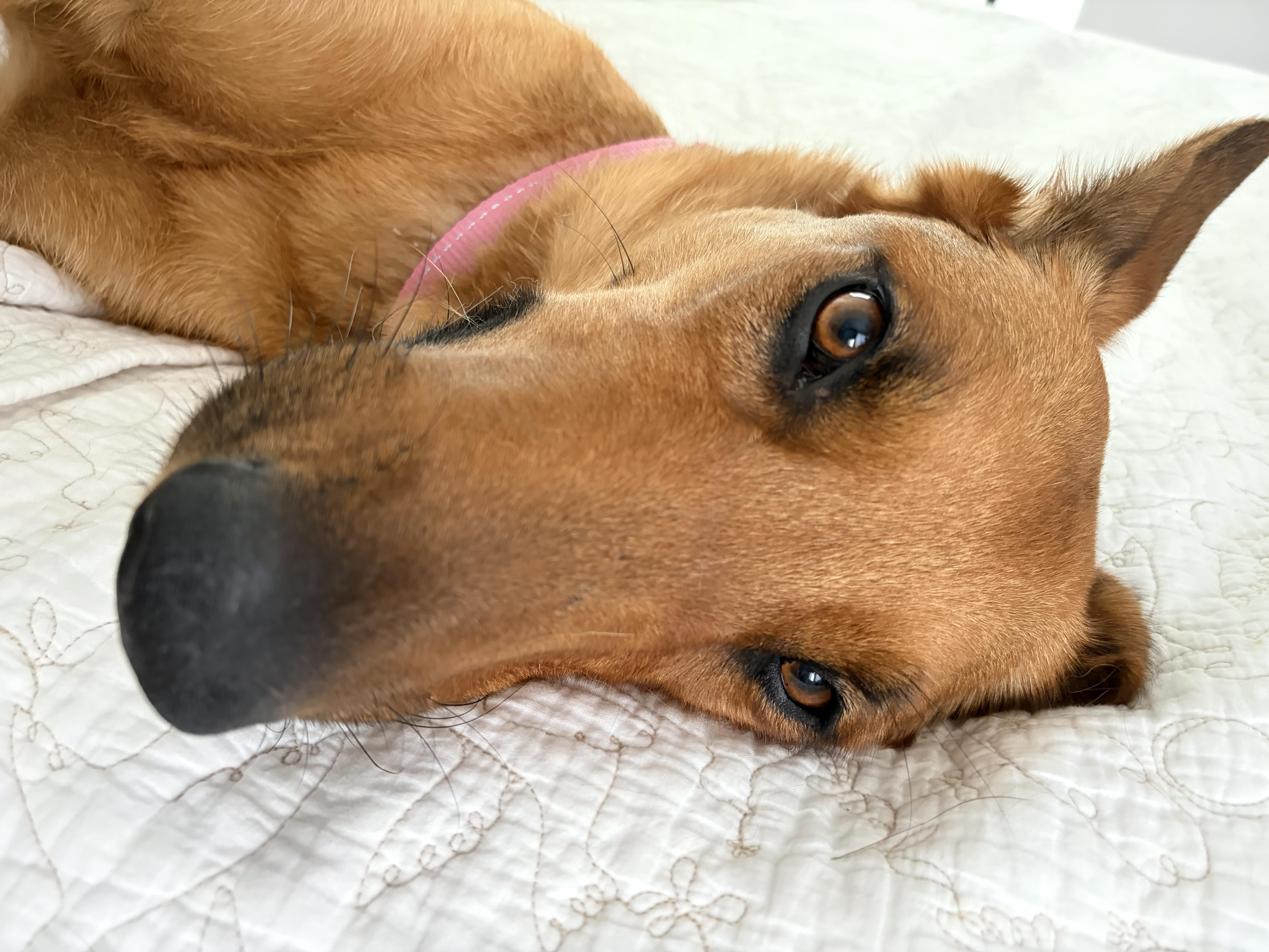 A young large-sized female Belgian Shepherd / Malinois dog named Olive for adoption in Los Angeles, CA