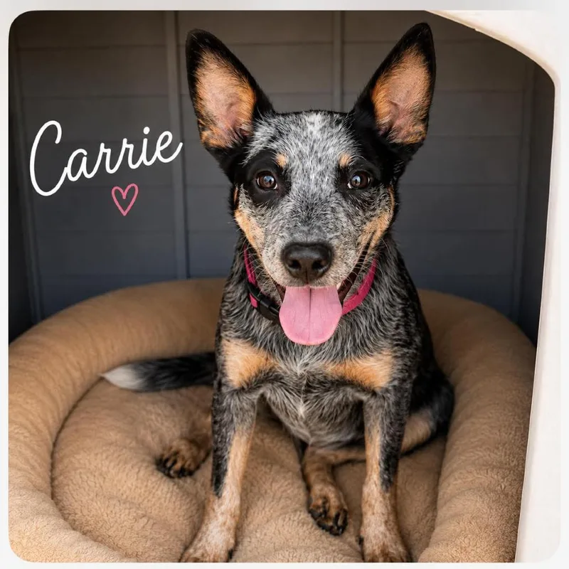 Carrie