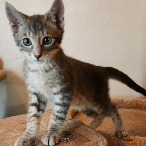 A baby small-sized male Tabby (Gray / Blue / Silver) Tabby cat named Alfie for adoption in Gilbert, AZ