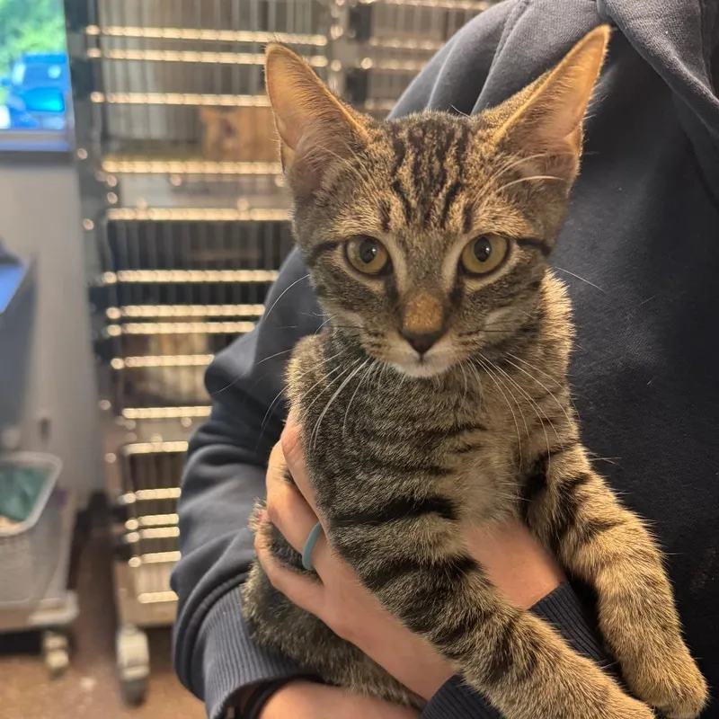 A baby small-sized male Gray / Blue / Silver Domestic Short Hair cat named Malikaii for adoption in Columbus, GA