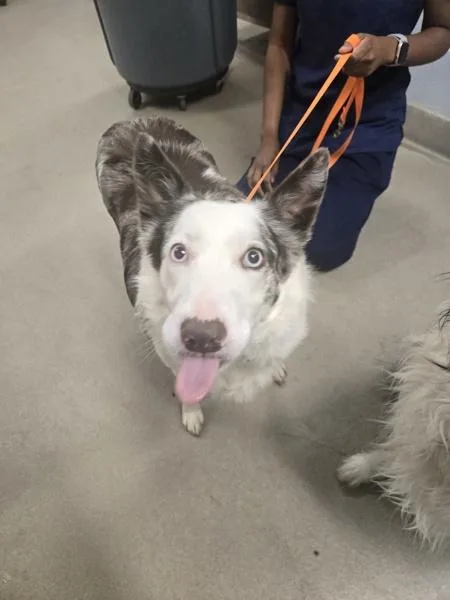 An adult medium-sized female Border Collie dog named Mellie for adoption in Millersville, MD