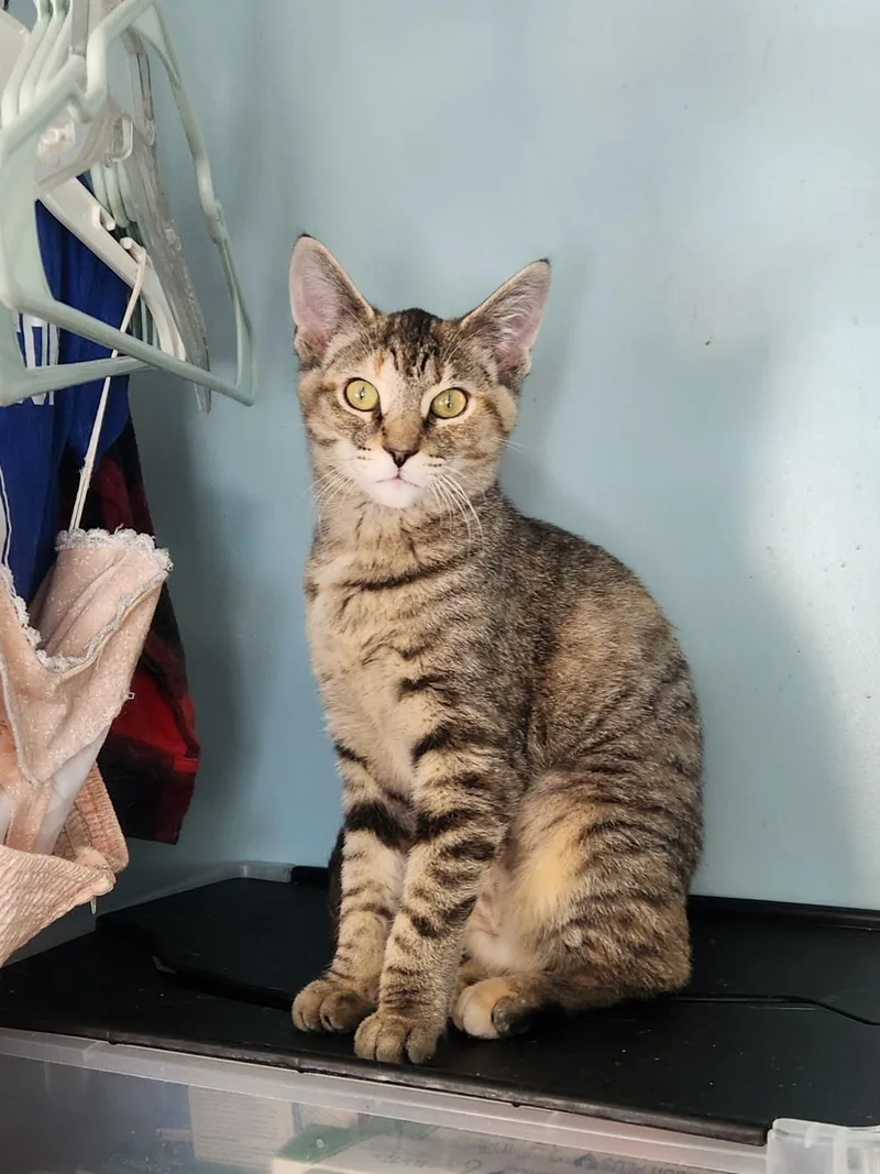 Joan Jett Bonded W thumbnail 2