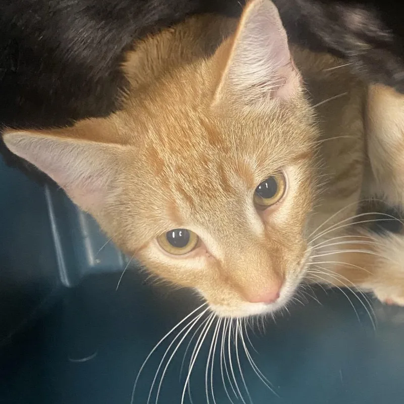 A young medium-sized male Domestic Short Hair cat named Jack O'Lantern for adoption in Allentown, PA