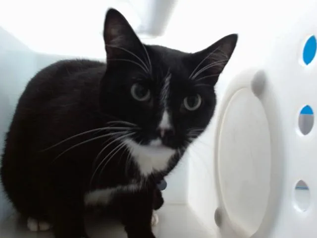 An adult medium-sized male Domestic Short Hair cat named Maximus for adoption in Albuquerque, NM