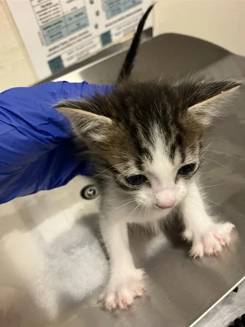 A baby small-sized male Domestic Short Hair cat named John for adoption in Long Beach, CA