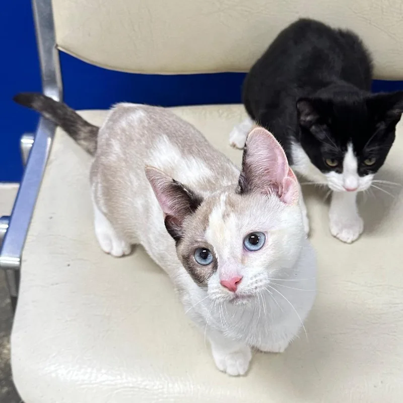 A baby small-sized female White Domestic Short Hair cat named Joan for adoption in Los Angeles, CA