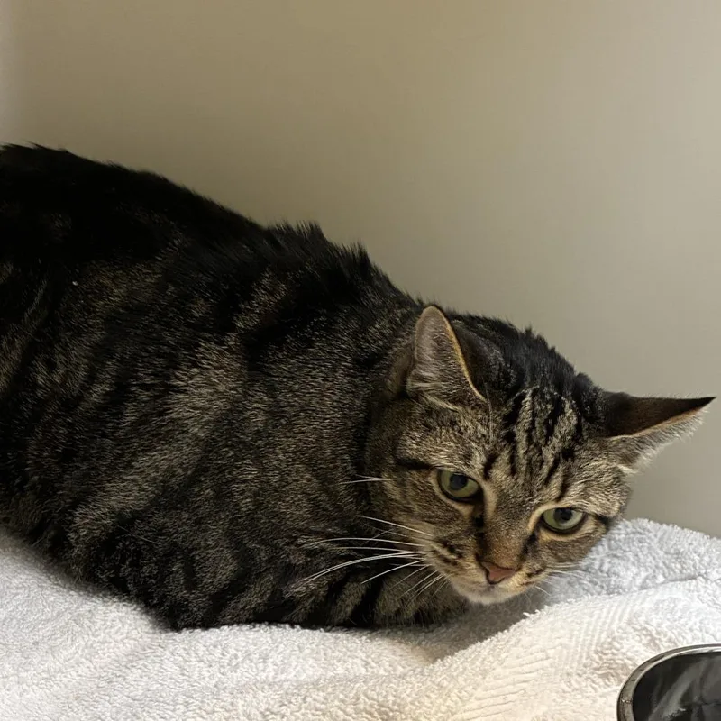 A senior large-sized male Brown / Chocolate Domestic Short Hair cat named Sammie for adoption in Harrisonburg, VA