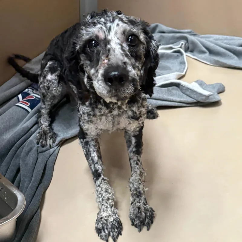 A young small-sized male Black Poodle dog named Zarlo for adoption in Tulsa, OK