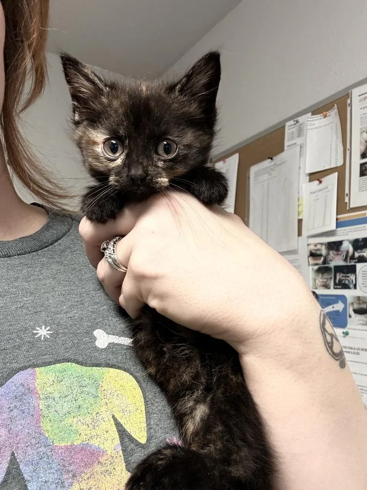 A baby small-sized female Tortoiseshell Domestic Short Hair cat named Coconut for adoption in Bolivar, MO