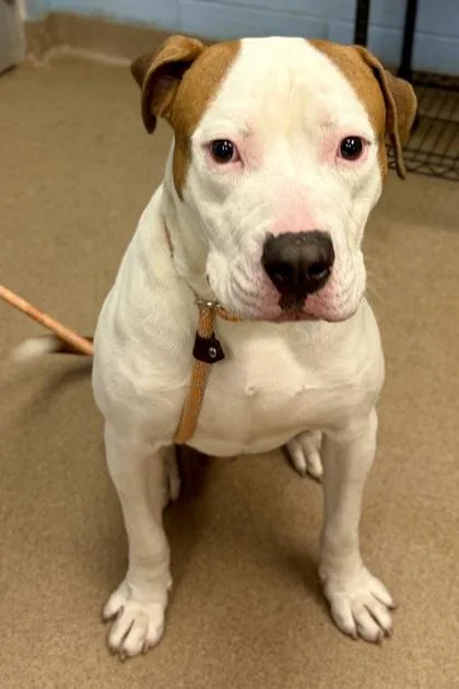 A young large-sized male Mixed Breed dog named Marlo for adoption in Chamblee, GA