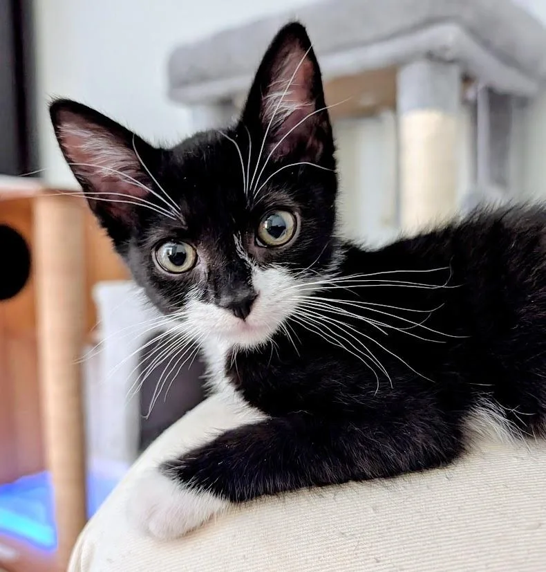 A baby medium-sized female Domestic Short Hair cat named Inkberry for adoption in Youngsville, NC