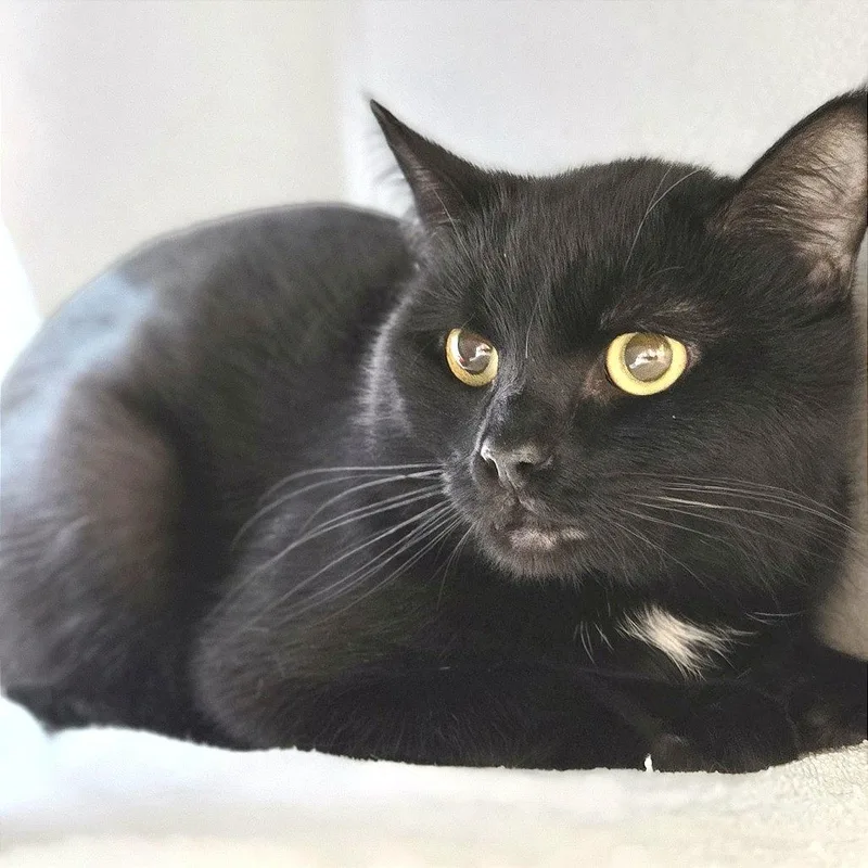 An adult medium-sized male Black Domestic Short Hair cat named Obsidian for adoption in Pittsburgh, PA