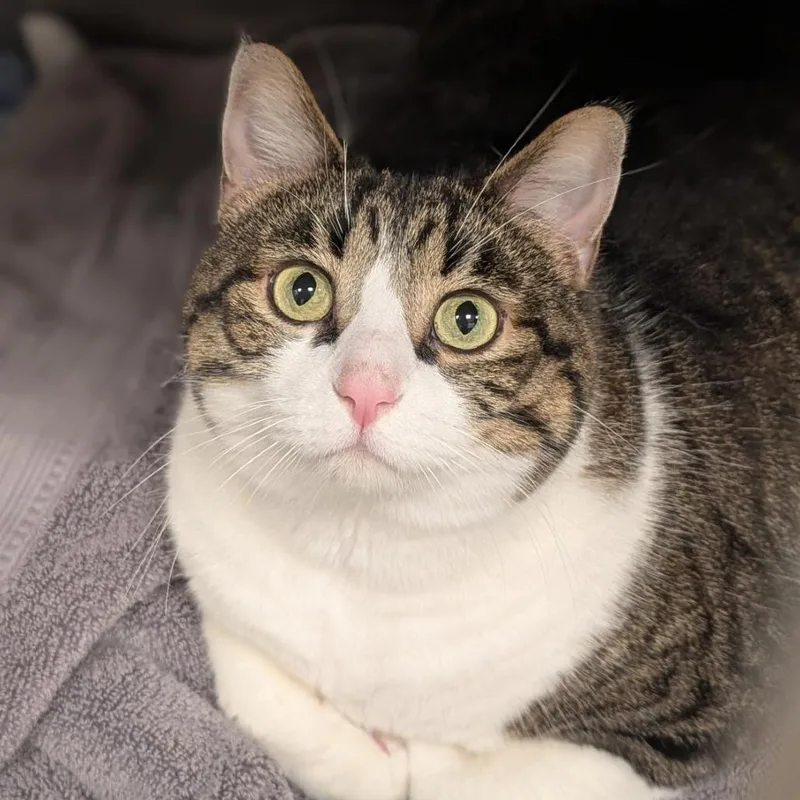 An adult extra large-sized male Brown / Chocolate Domestic Short Hair cat named Baxter for adoption in Washington Township, OH