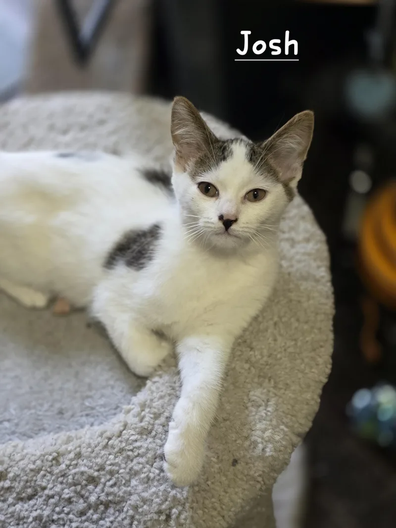 A baby medium-sized male Tabby (Brown / Chocolate) Domestic Short Hair cat named Josh for adoption in Battle Creek, MI