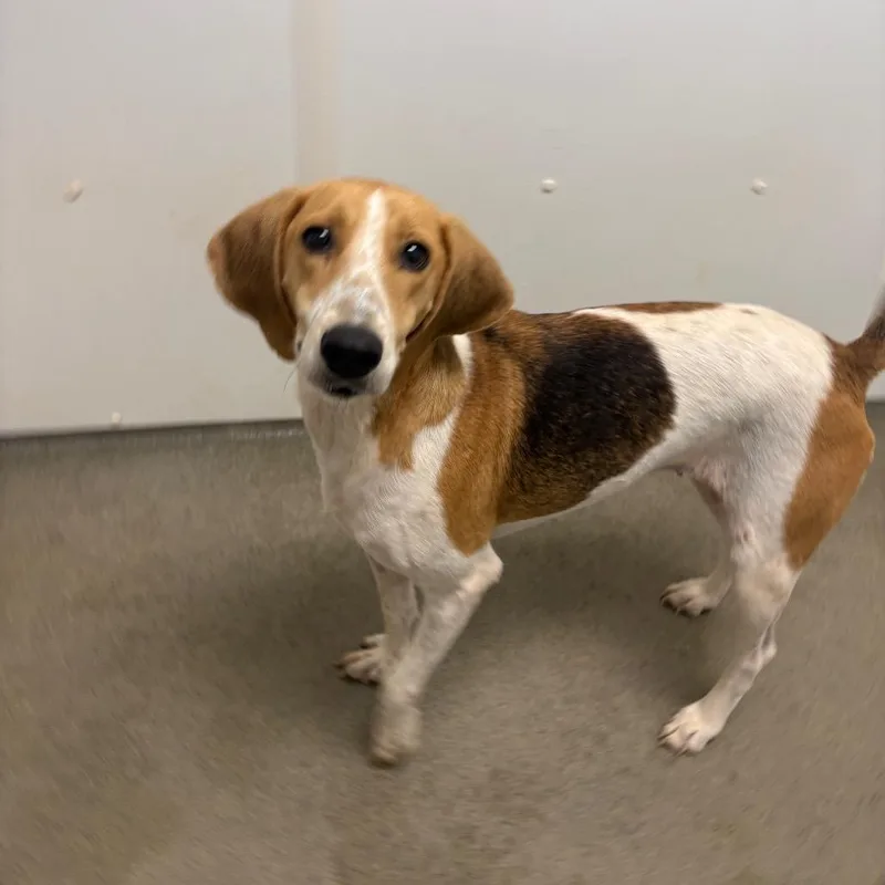 A young medium-sized female Brown / Chocolate Treeing Walker Coonhound dog named Gilly for adoption in Rocky Mount, VA