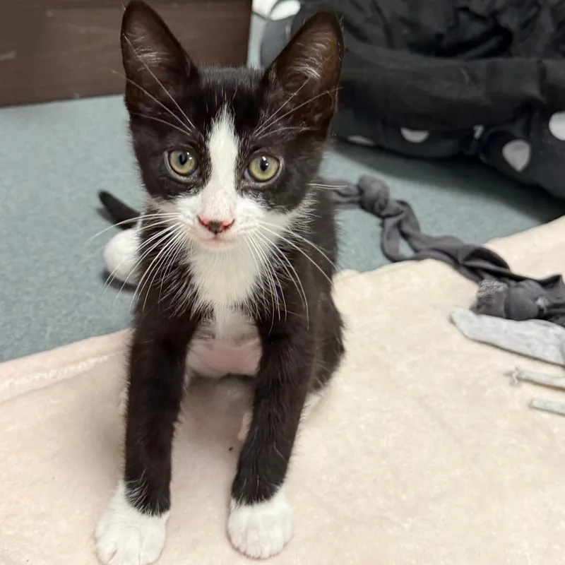 A baby medium-sized female Domestic Short Hair cat named Lola for adoption in West Palm Beach, FL
