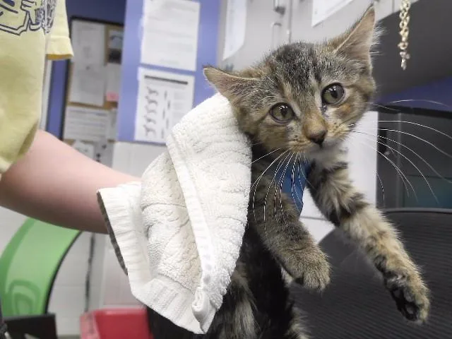 A baby small-sized female Domestic Short Hair cat named Jasmine for adoption in Omaha, NE