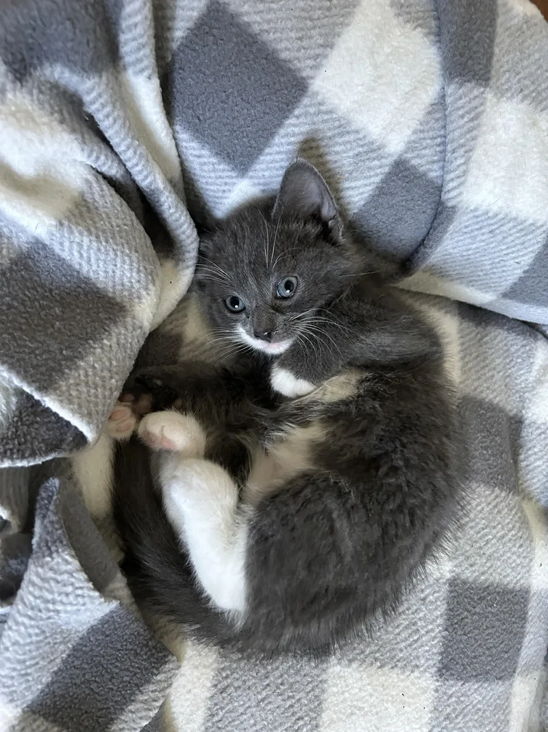 A baby small-sized male Domestic Short Hair cat named Tide for adoption in BREINIGSVILLE, PA