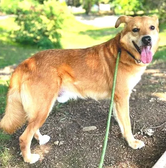 Lio