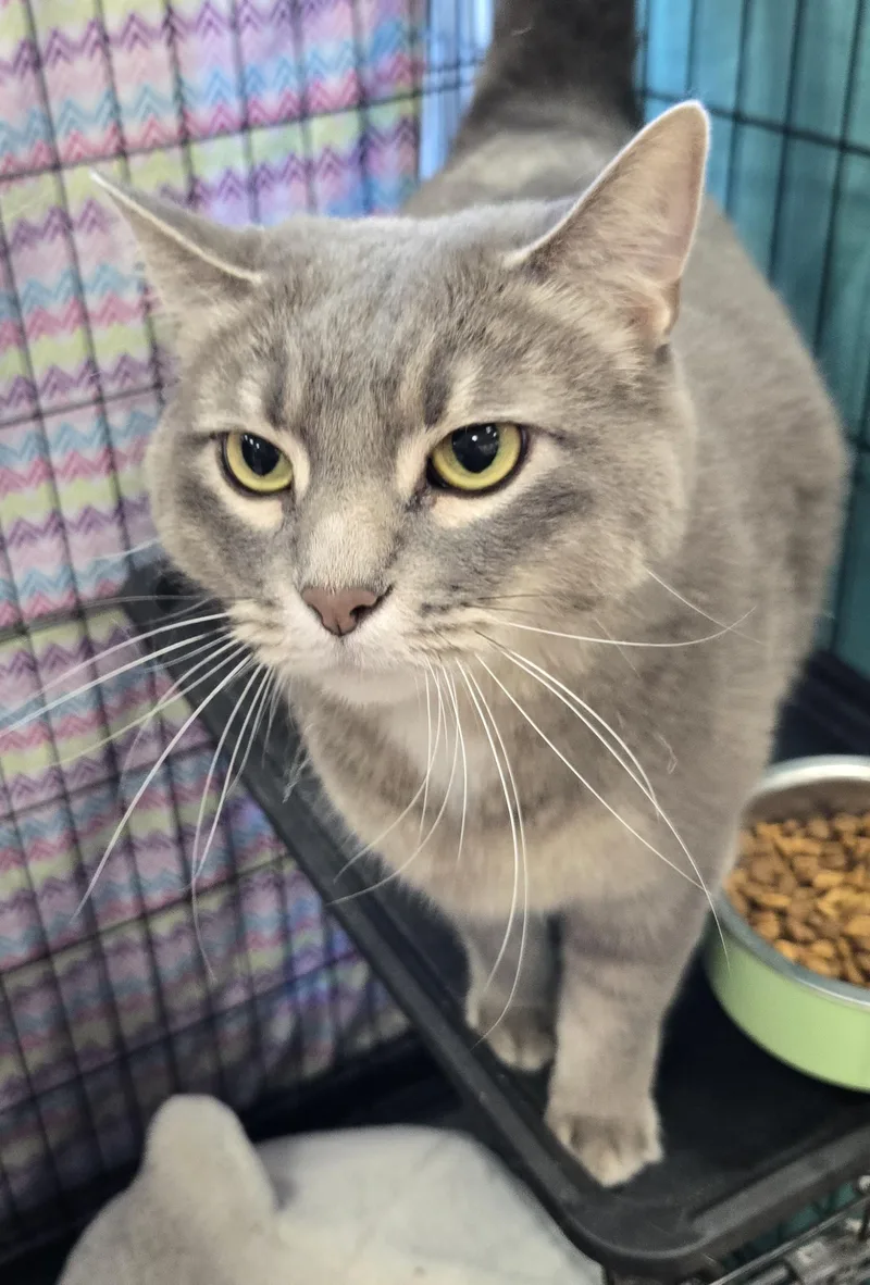 An adult large-sized female Domestic Short Hair cat named Ashley for adoption in Mokena, IL