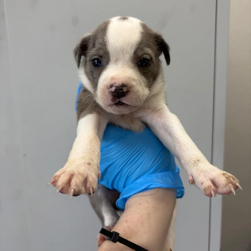 A baby small-sized female Gray / Blue / Silver Mixed Breed dog named Beef Lo Mein for adoption in LOXAHATCHEE, FL