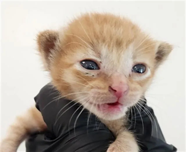 A baby small-sized male Domestic Short Hair cat named Cat Damon for adoption in Fort Lauderdale, FL