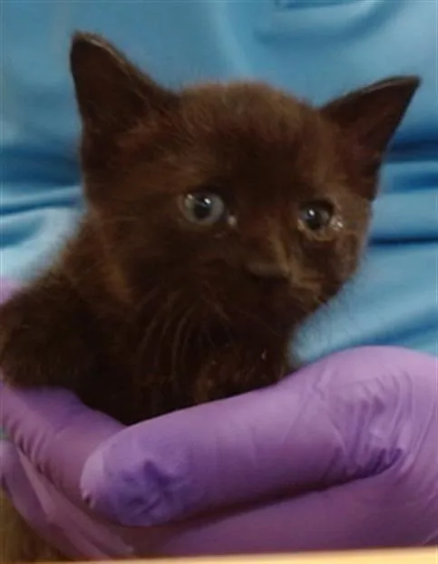 A baby small-sized female Domestic Short Hair cat named Zorua for adoption in Miami, FL