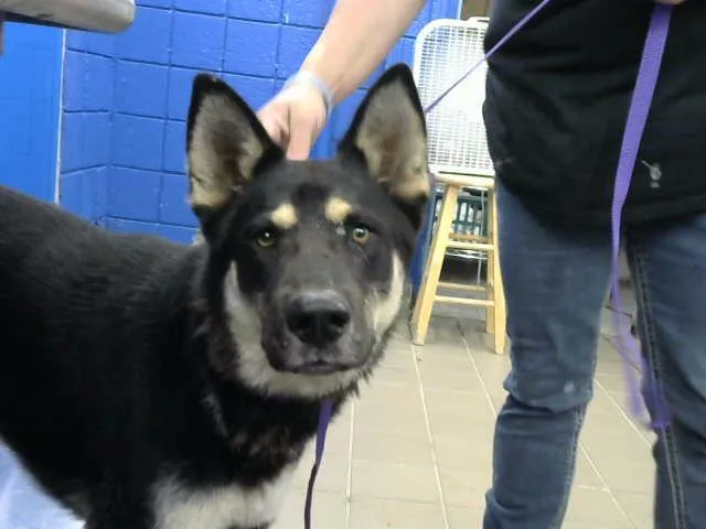 An adult medium-sized male Australian Cattle Dog / Blue Heeler dog named Gil for adoption in Albuquerque, NM