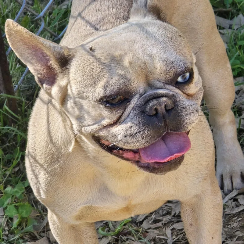 An adult small-sized female Yellow / Tan / Blond / Fawn French Bulldog dog named Sage for adoption in Zaleski, OH