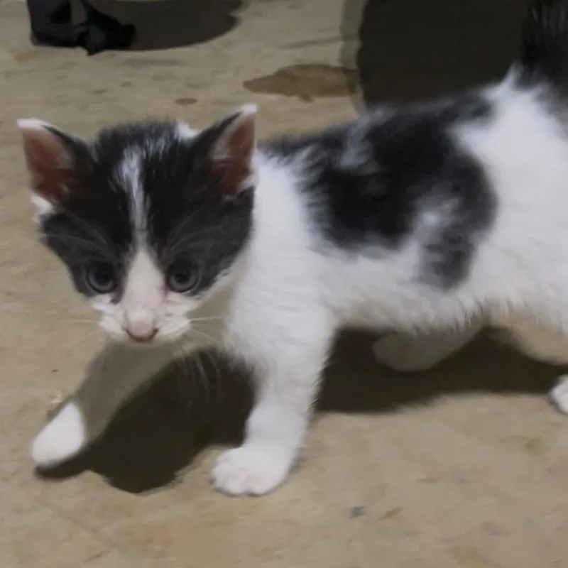 Ginny thumbnail 3