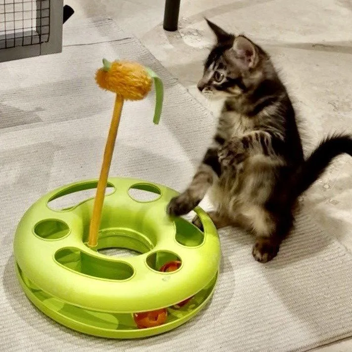 A baby medium-sized male Maine Coon cat named Cupid heartthrob for adoption in Houston, TX