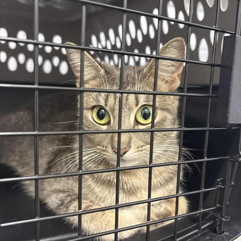 A young medium-sized female Domestic Short Hair cat named Kanooble for adoption in West Palm Beach, FL