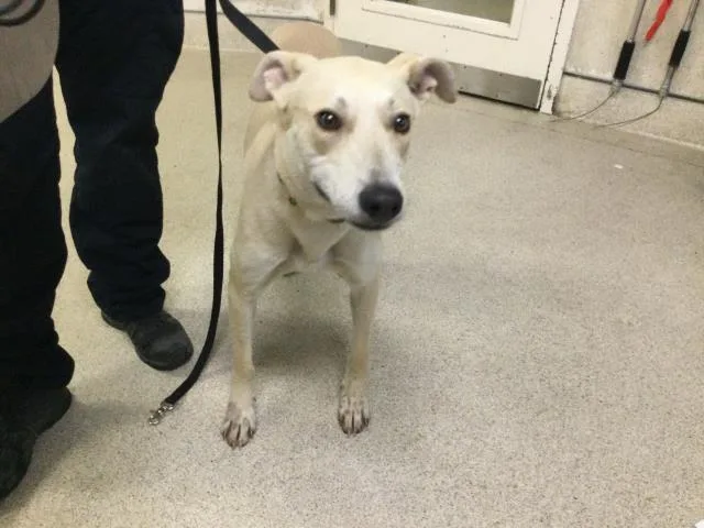 A young large-sized male German Shepherd Dog dog named Stitch for adoption in Riverside, CA
