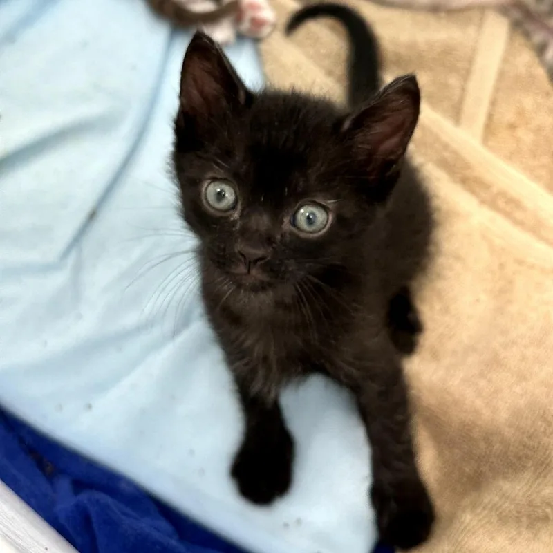 A baby small-sized male Black Domestic Short Hair cat named Rob for adoption in Long Beach, CA