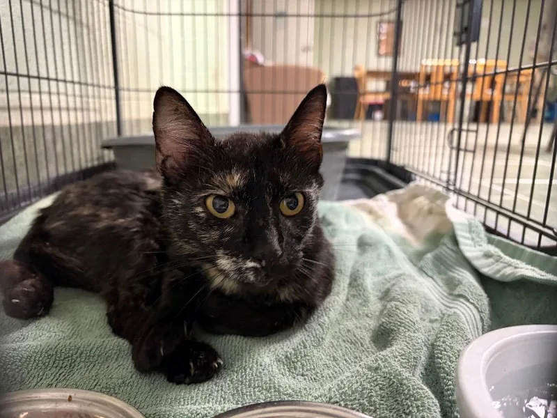 An adult small-sized female Domestic Short Hair cat named Frankie for adoption in Ada, OK