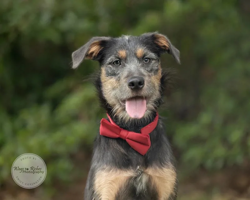 A baby medium-sized male Black Schnauzer dog named Grady for adoption in Tuscaloosa, AL