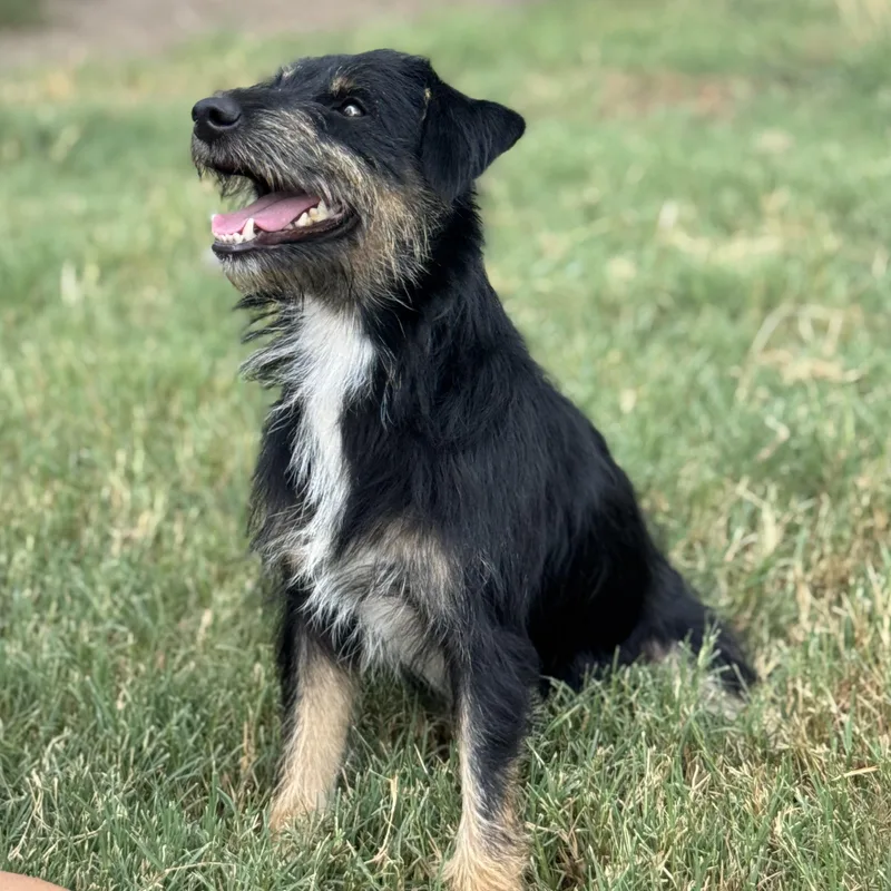 A young small-sized male Tricolor (Brown, Black, & White) Terrier dog named Poncho for adoption in CORPUS CHRISTI, TX