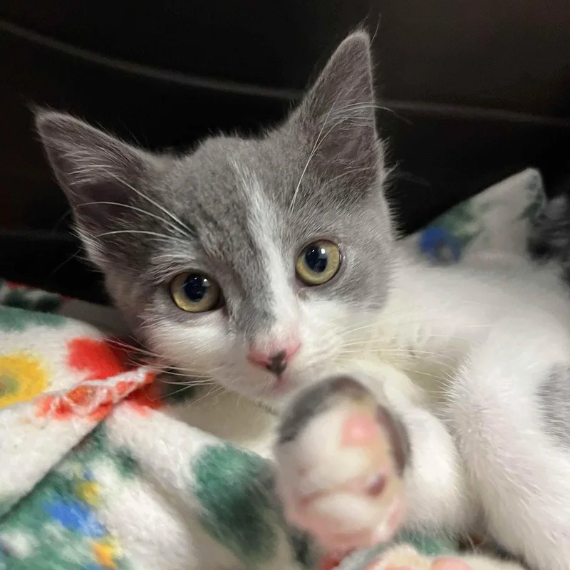 A baby small-sized female Black Domestic Short Hair cat named Ruth for adoption in Oakland, CA