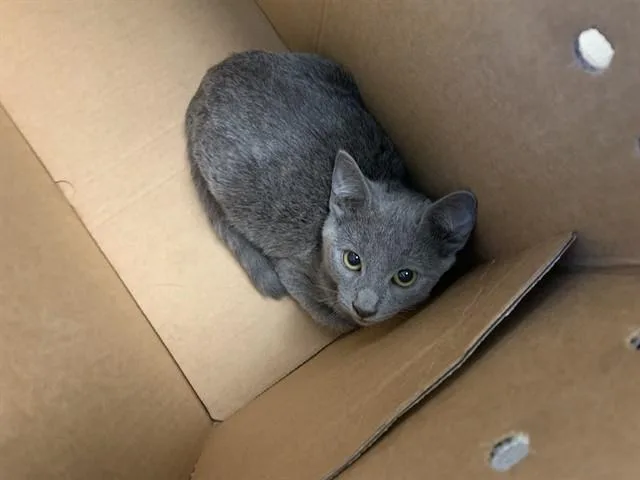 A baby small-sized female Domestic Short Hair cat named Trixie for adoption in San Jose, CA