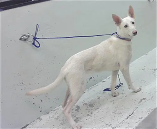 A young large-sized female German Shepherd Dog dog named Lucille for adoption in Houston, TX