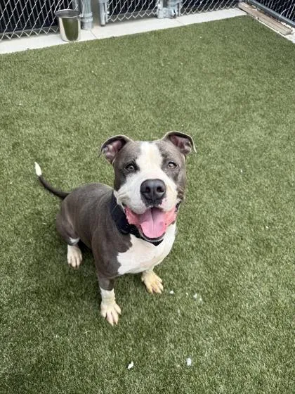 An adult large-sized male Mixed Breed dog named Hoss for adoption in Lafayette, IN
