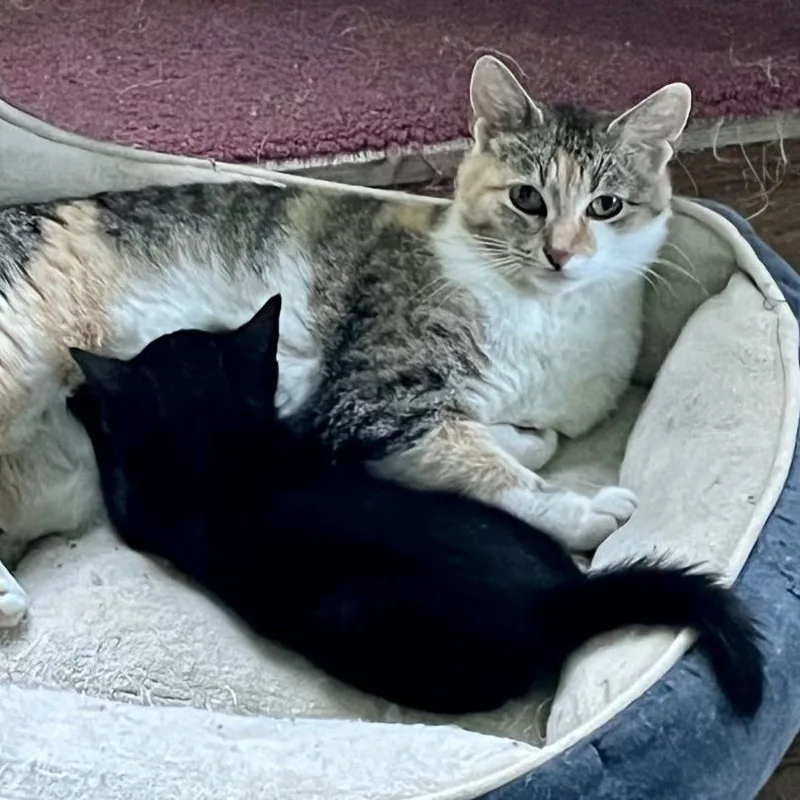 Lollie Lothrop Sf thumbnail 4