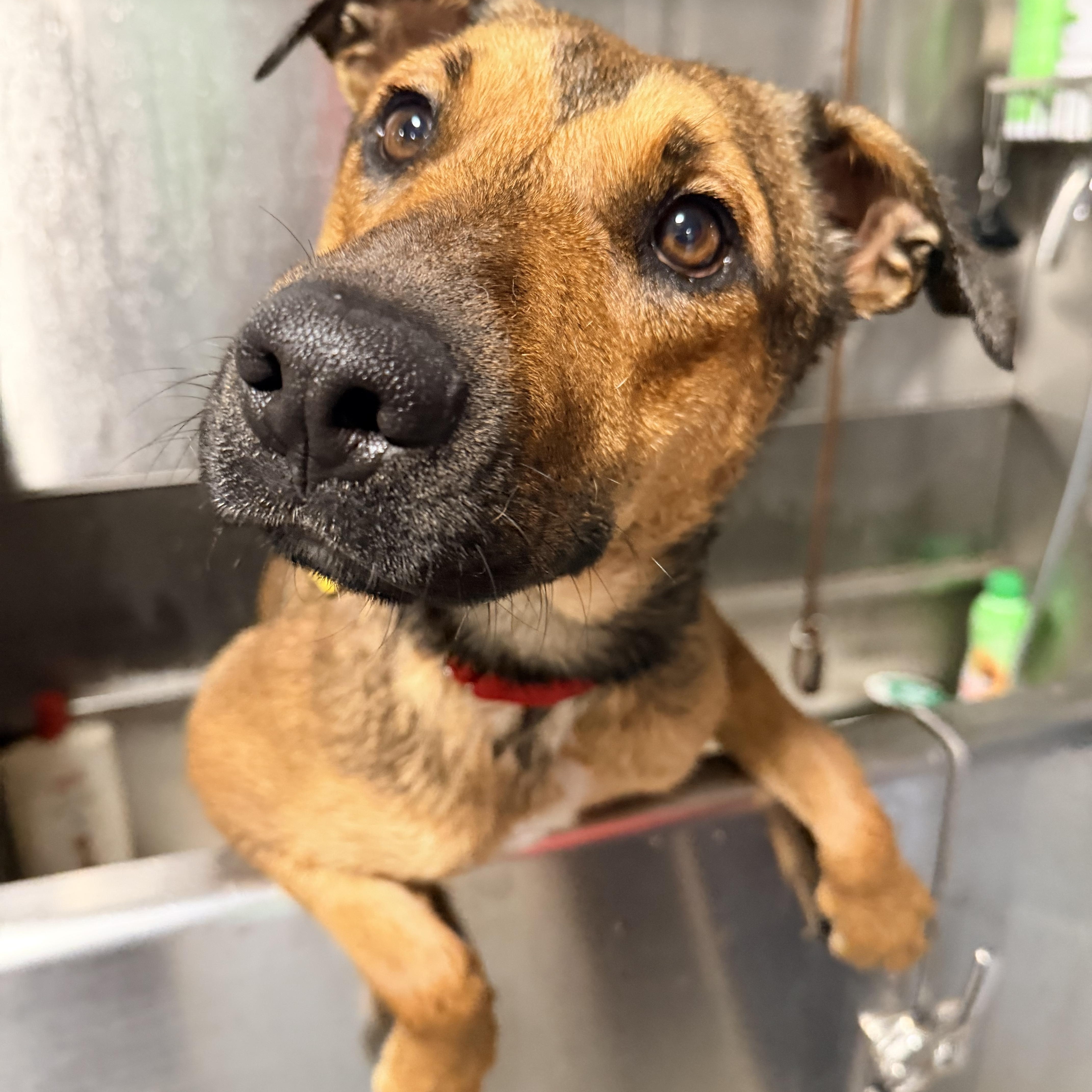 An adult medium-sized female Pit Bull Terrier dog named Clove for adoption in Beavercreek, OR