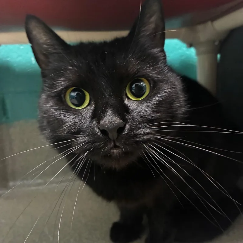 A senior medium-sized female Black Domestic Short Hair cat named Miso for adoption in Fredericksburg, VA