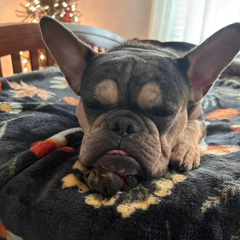 A young small-sized female Gray / Blue / Silver French Bulldog dog named Magnolia for adoption in Huber Heights, OH