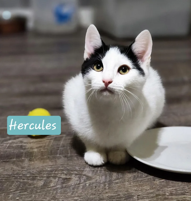 Hercules thumbnail 4