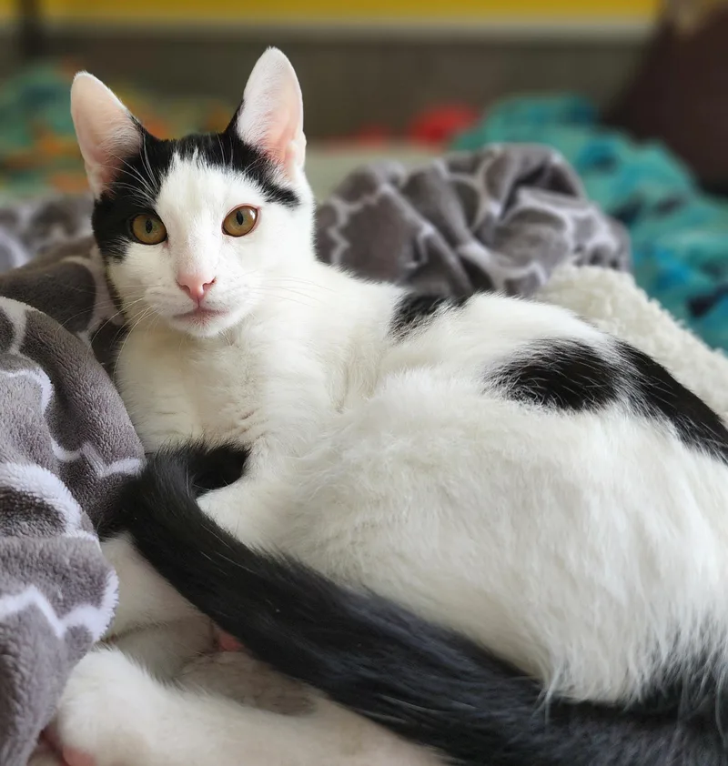 A baby small-sized male Domestic Short Hair cat named Hercules for adoption in Lacona, NY